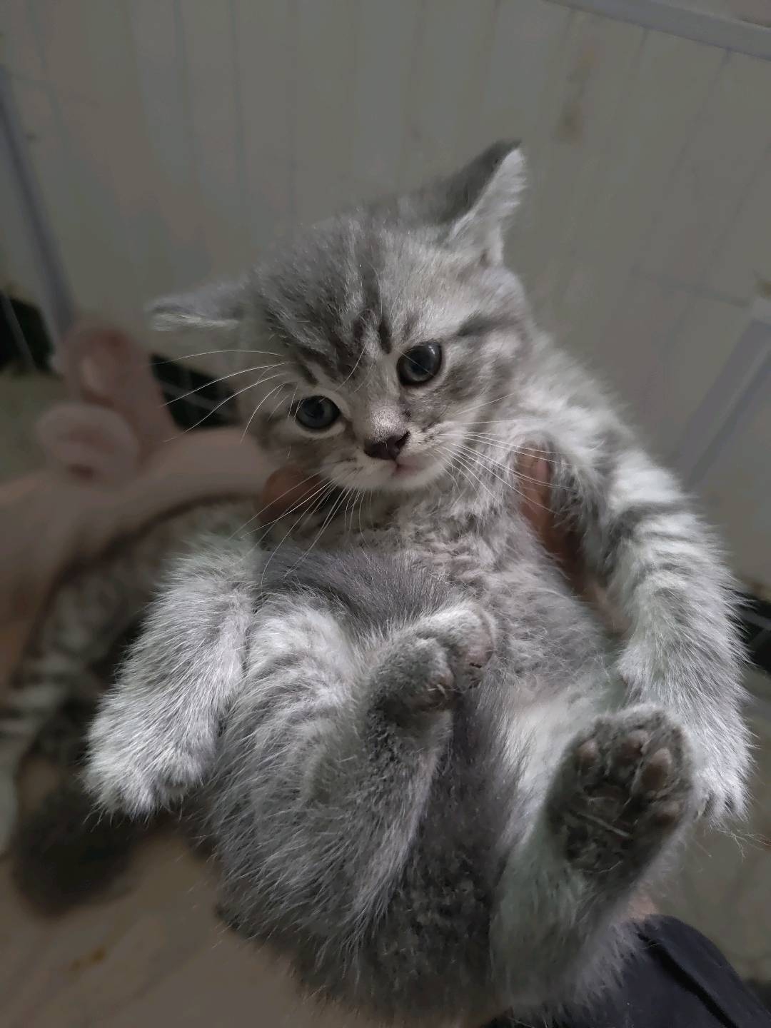 虎斑蓝猫串串